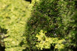 Image of orthotrichum moss