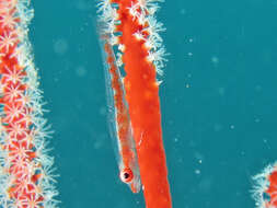 Image of Gorgonian Goby