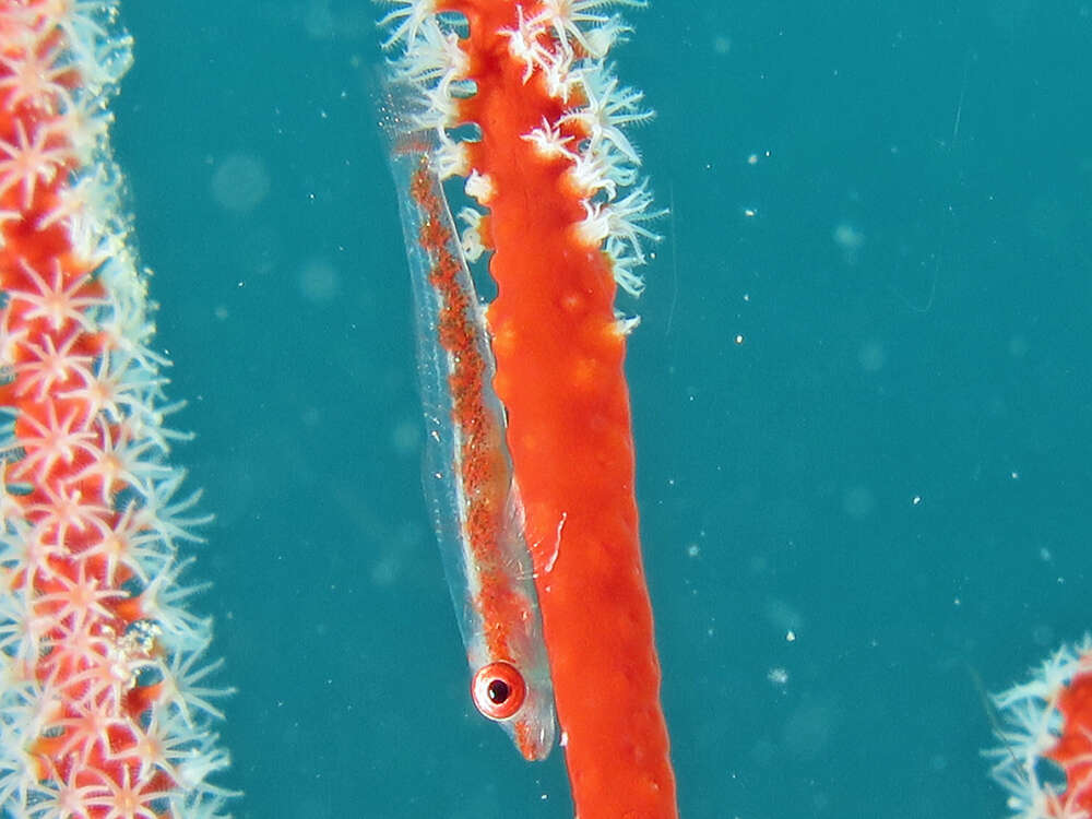 Image of Gorgonian Goby
