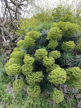 Euphorbia characias subsp. characias resmi