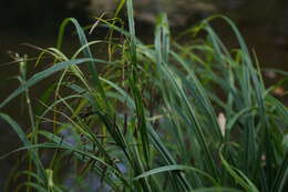 Image of Carex tuminensis Kom.