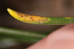 Image of Puccinia liliacearum Duby 1830