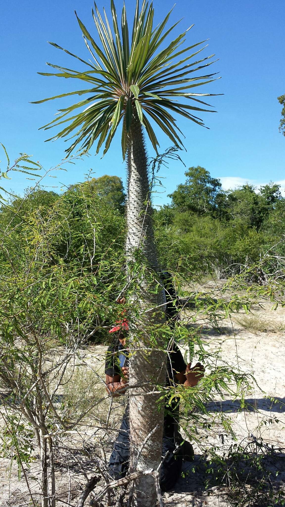 Image of Pachypodium geayi Costantin & Bois