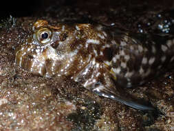 Image of Marbled blenny