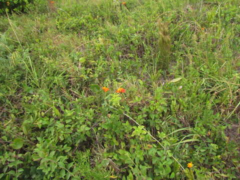 Image of Epidendrum fulgens Brongn.