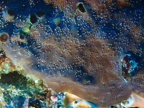 Image of Peacock Coral