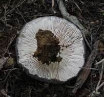 Plancia ëd Russula inquinata McNabb 1973