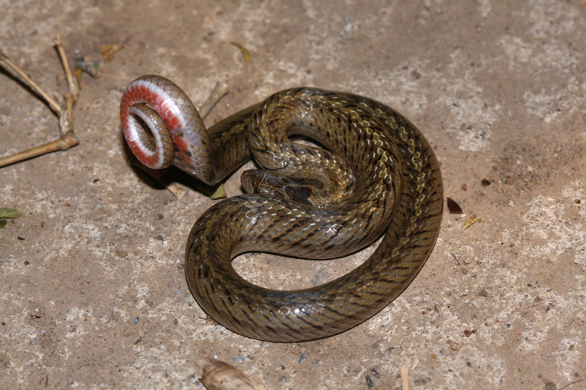 Image de Oligodon pseudotaeniatus David, Vogel & Van Rooijen 2008