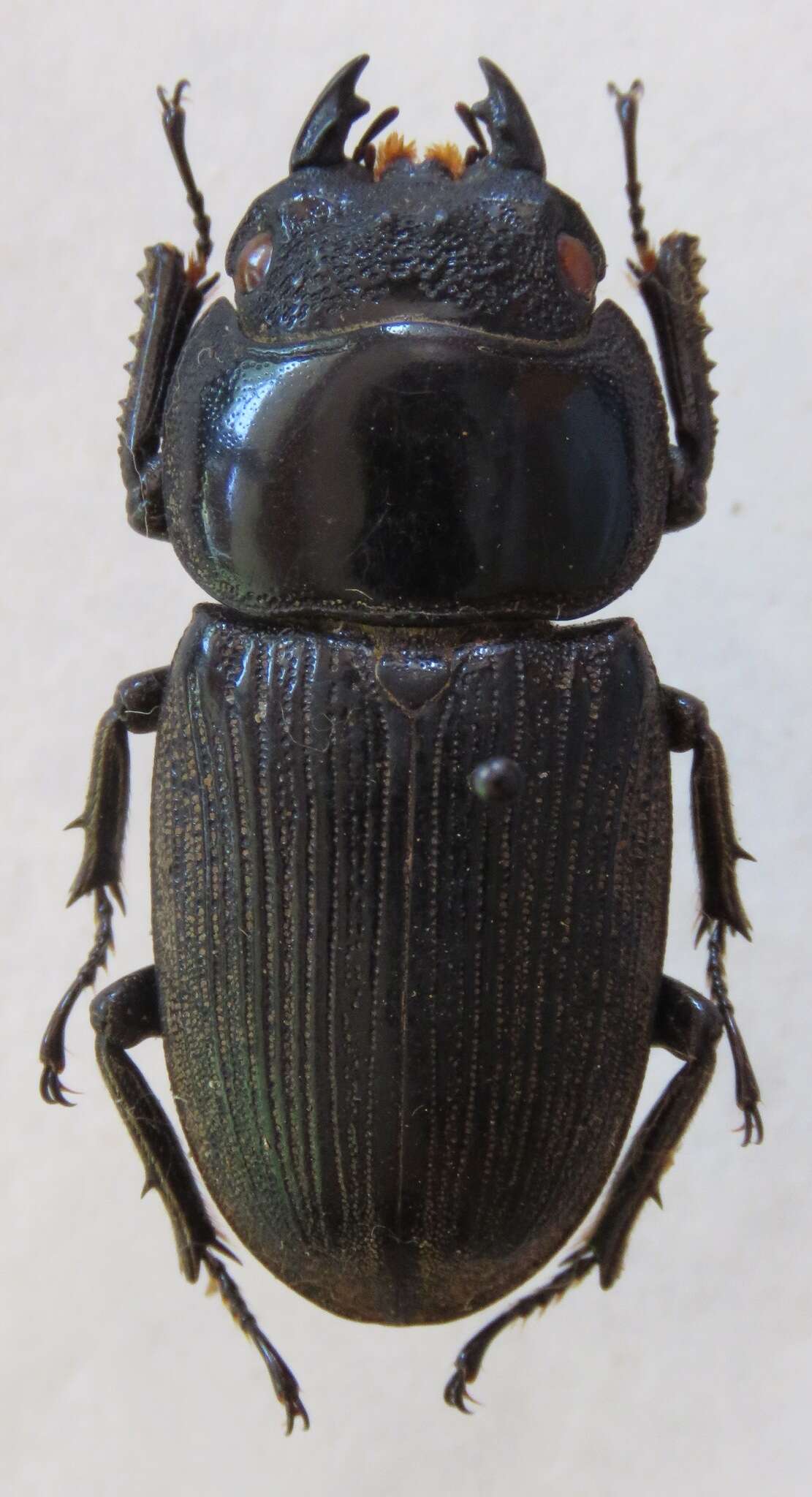 Image of Dorcus ritsemae Oberthür & Houlbert 1914