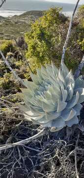 Image of Dudleya anthonyi Rose ex Britton & Rose