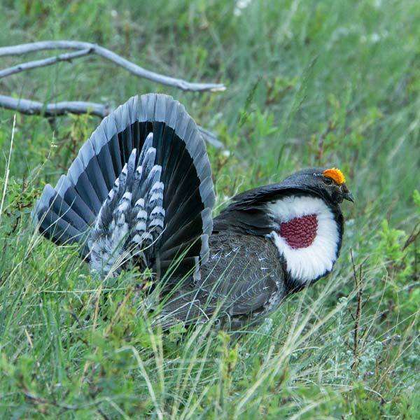 Image of Dusky Grouse