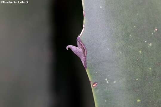 Image of Agave inaequidens subsp. barrancensis Gentry