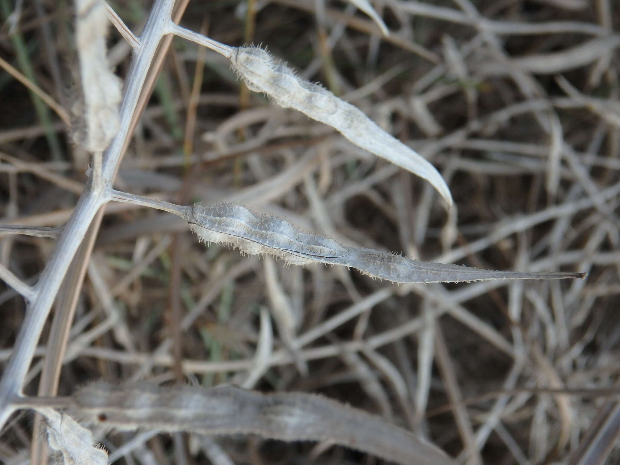 Image of white mustard