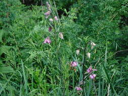 Image of Lilium martagon var. pilosiusculum Freyn