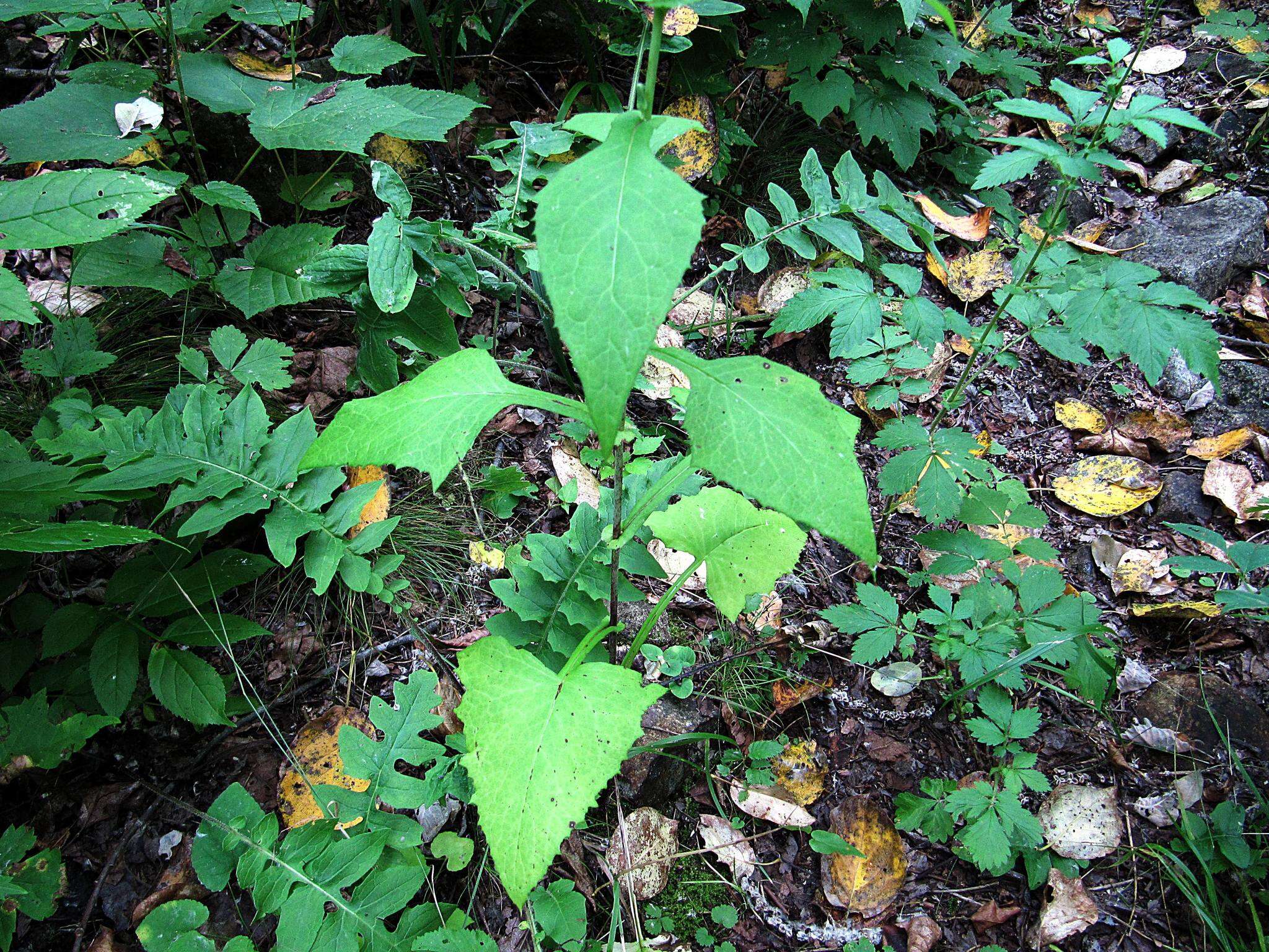 Image of Lactuca triangulata Maxim.