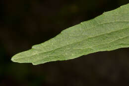 Image of Betony-leaved Rampion