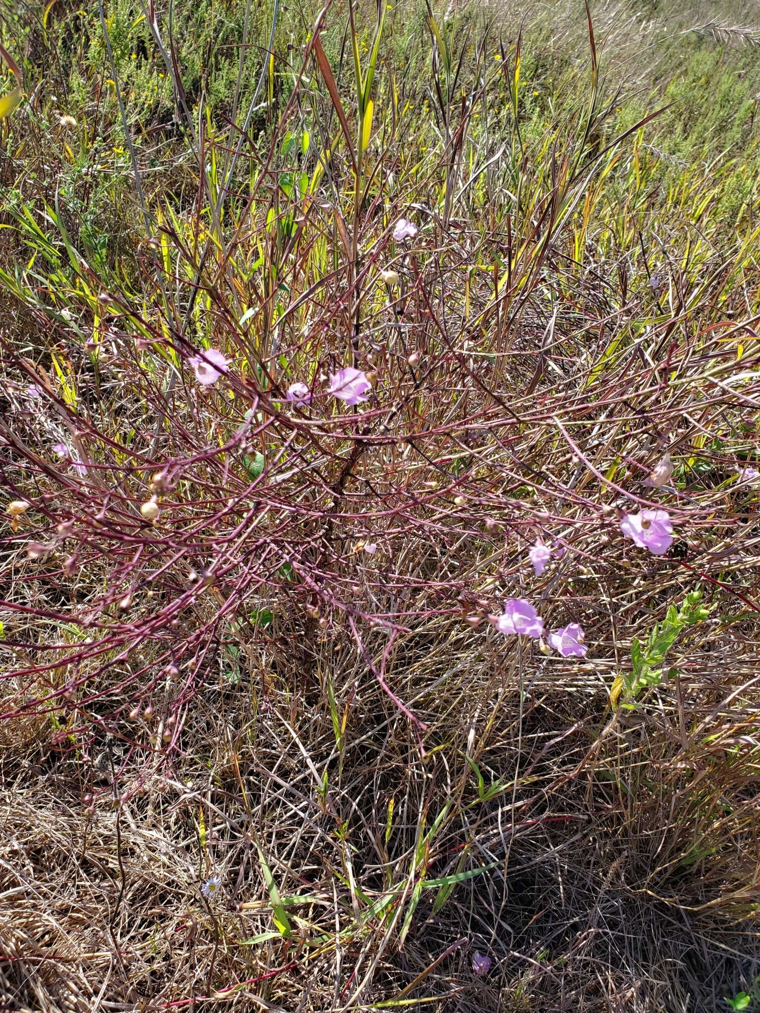 Image of stiffleaf false foxglove