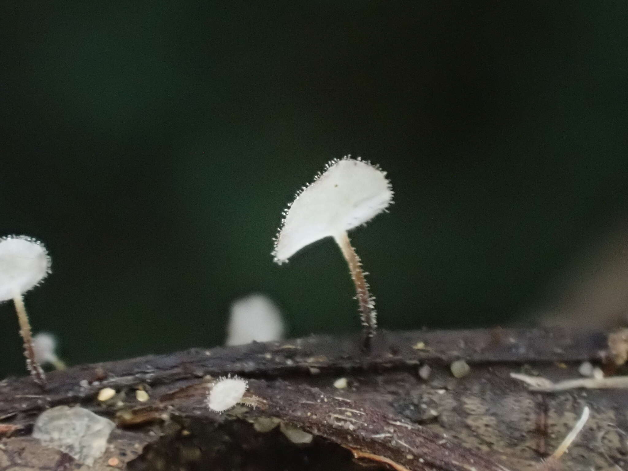 Gloiocephala epiphylla Massee 1892 resmi