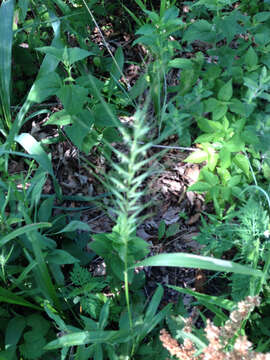 Imagem de Elymus hystrix L.