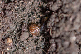 Image of Tawny Glass Snail