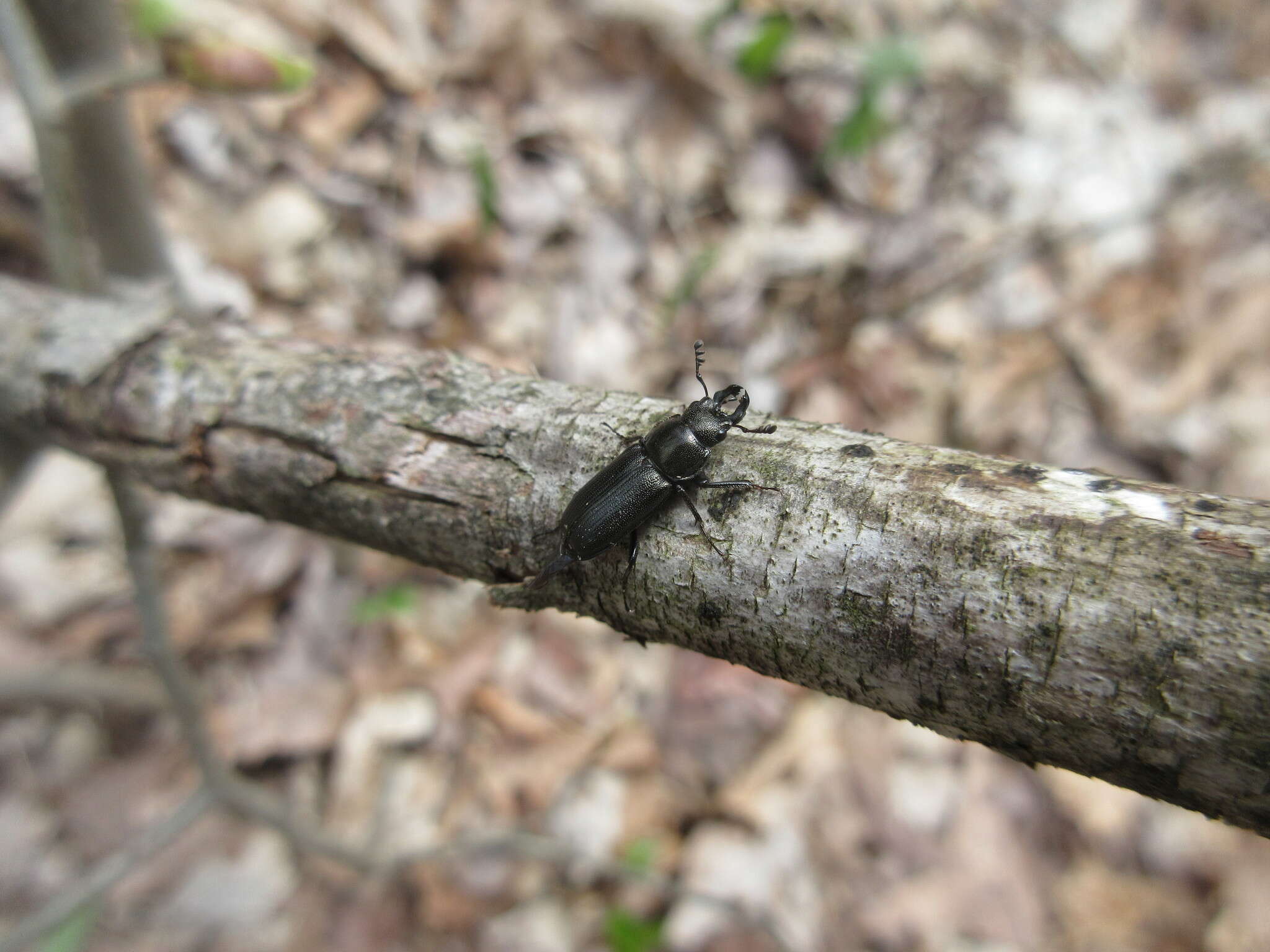 Sivun Platycerus quercus (Weber 1801) kuva