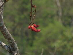 Image of Sterculia villosa Roxb.