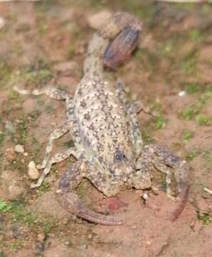 Image of Tityus tayrona Lourenço 1991