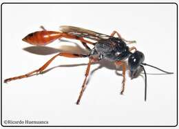 Image of Ammophila laeviceps F. Smith 1873