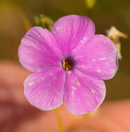 Imagem de Phlox glaberrima subsp. interior (Wherry) Wherry