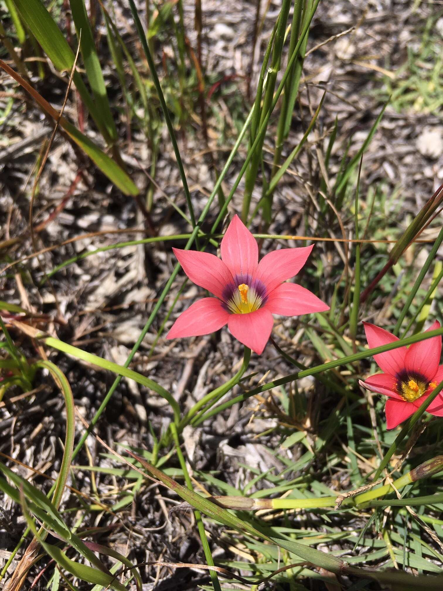 Image of Romulea obscura Klatt