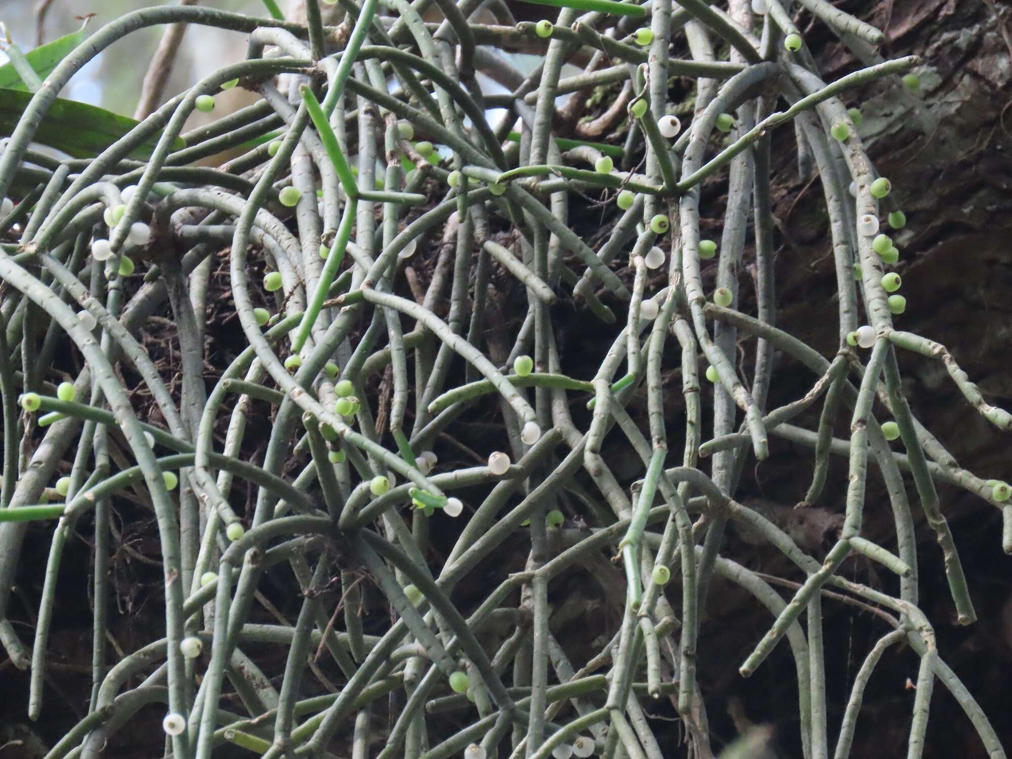 Image of Rhipsalis baccifera subsp. mauritiana (DC.) Barthlott