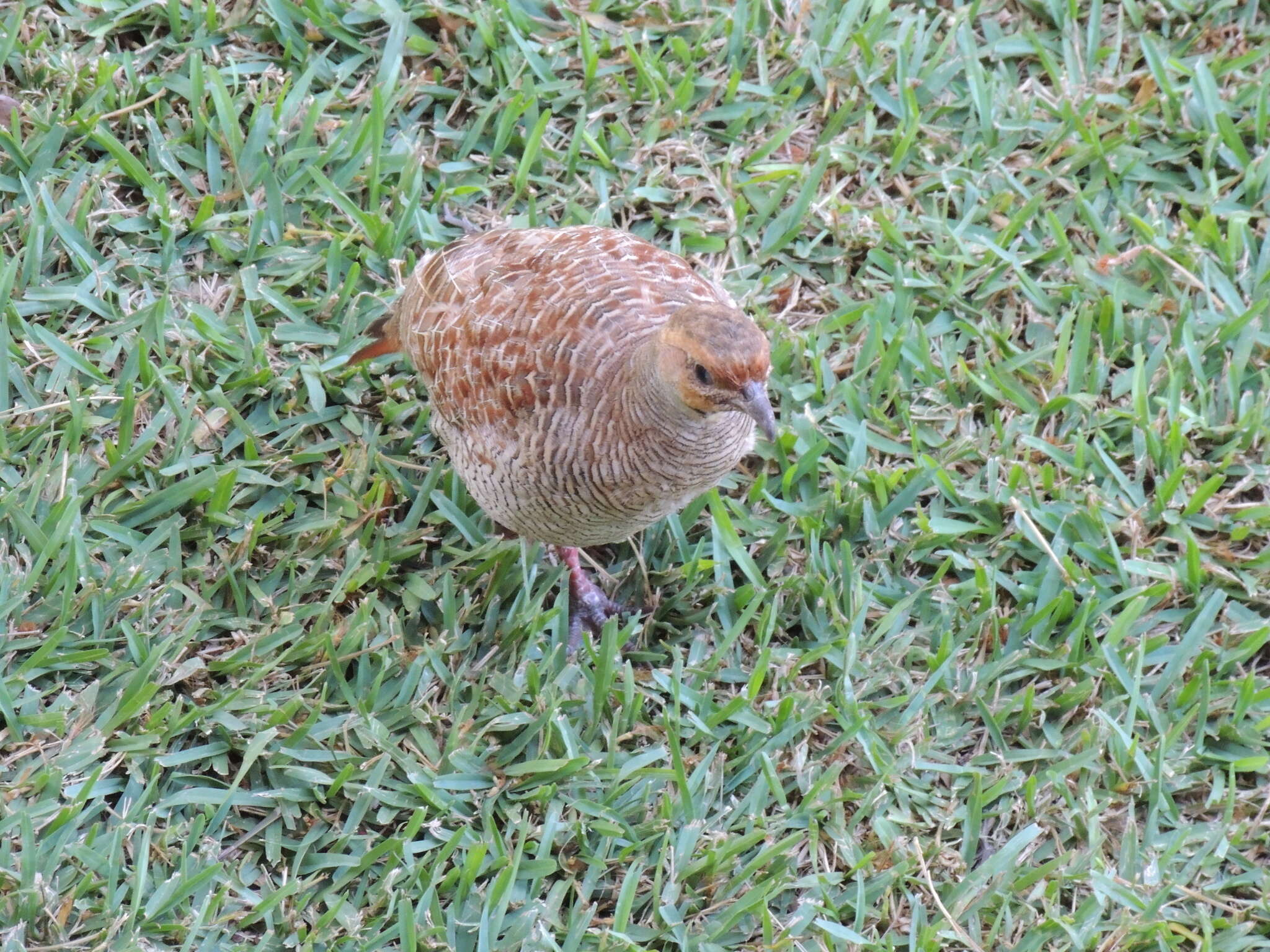 Image of Grey Francolin