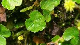 Image of Hydrocotyle setulosa Hayata