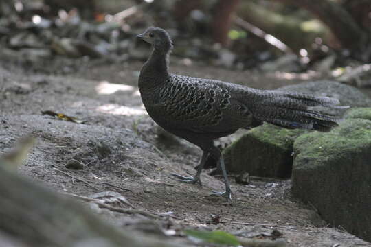 Image of Grey Peacock Pheasant