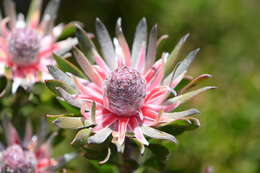 Image of Leucadendron radiatum Phillips & Hutchinson