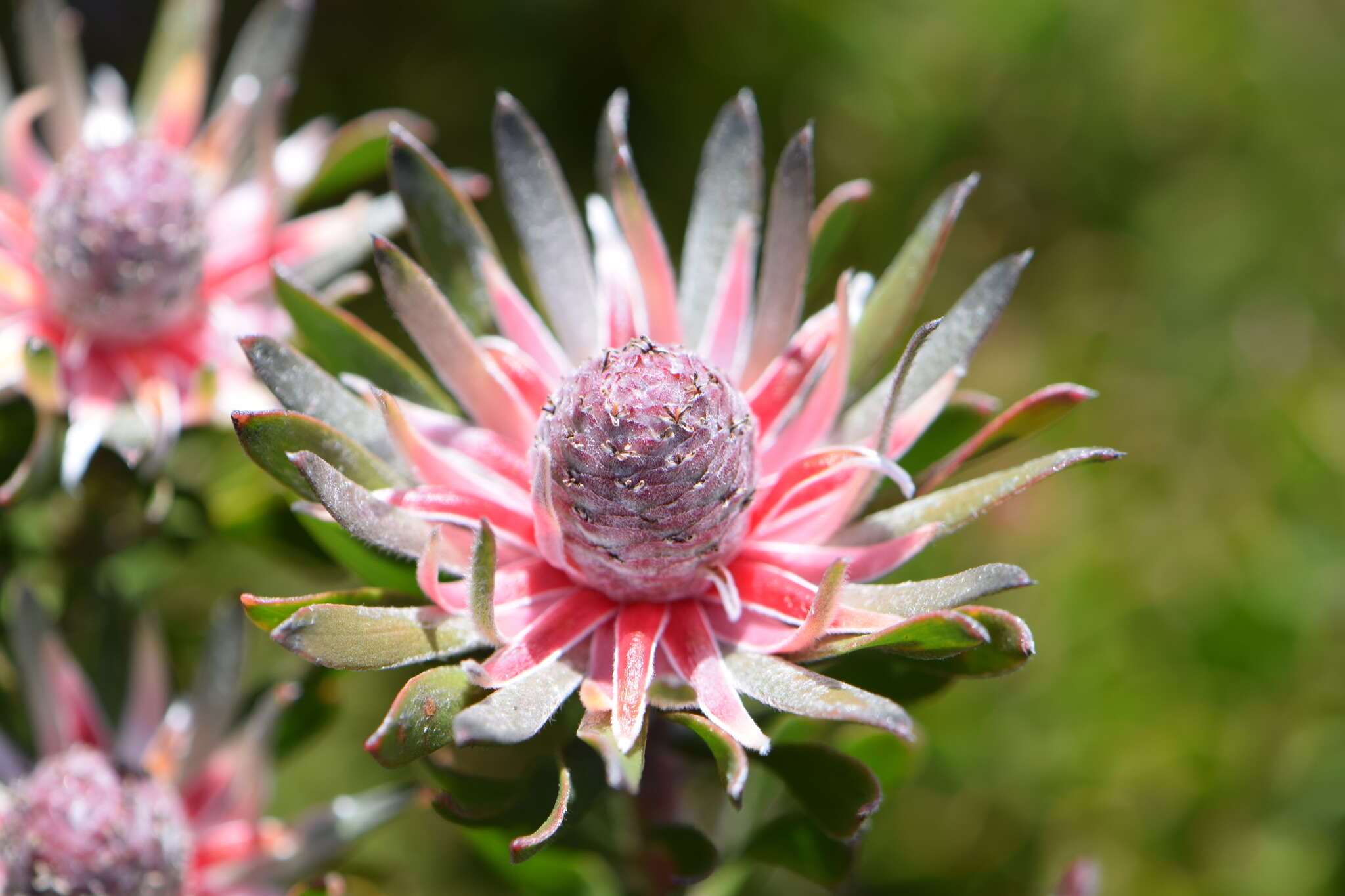 Image of Leucadendron radiatum Phillips & Hutchinson