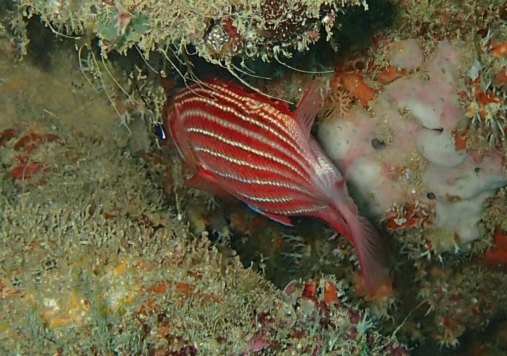 Image of Crown Squirrelfish