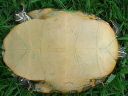 Image of Florida Cooter