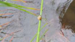 Image of Colorado potato beetle