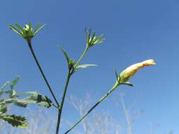 Image of Hibiscus citrinus P. A. Fryxell