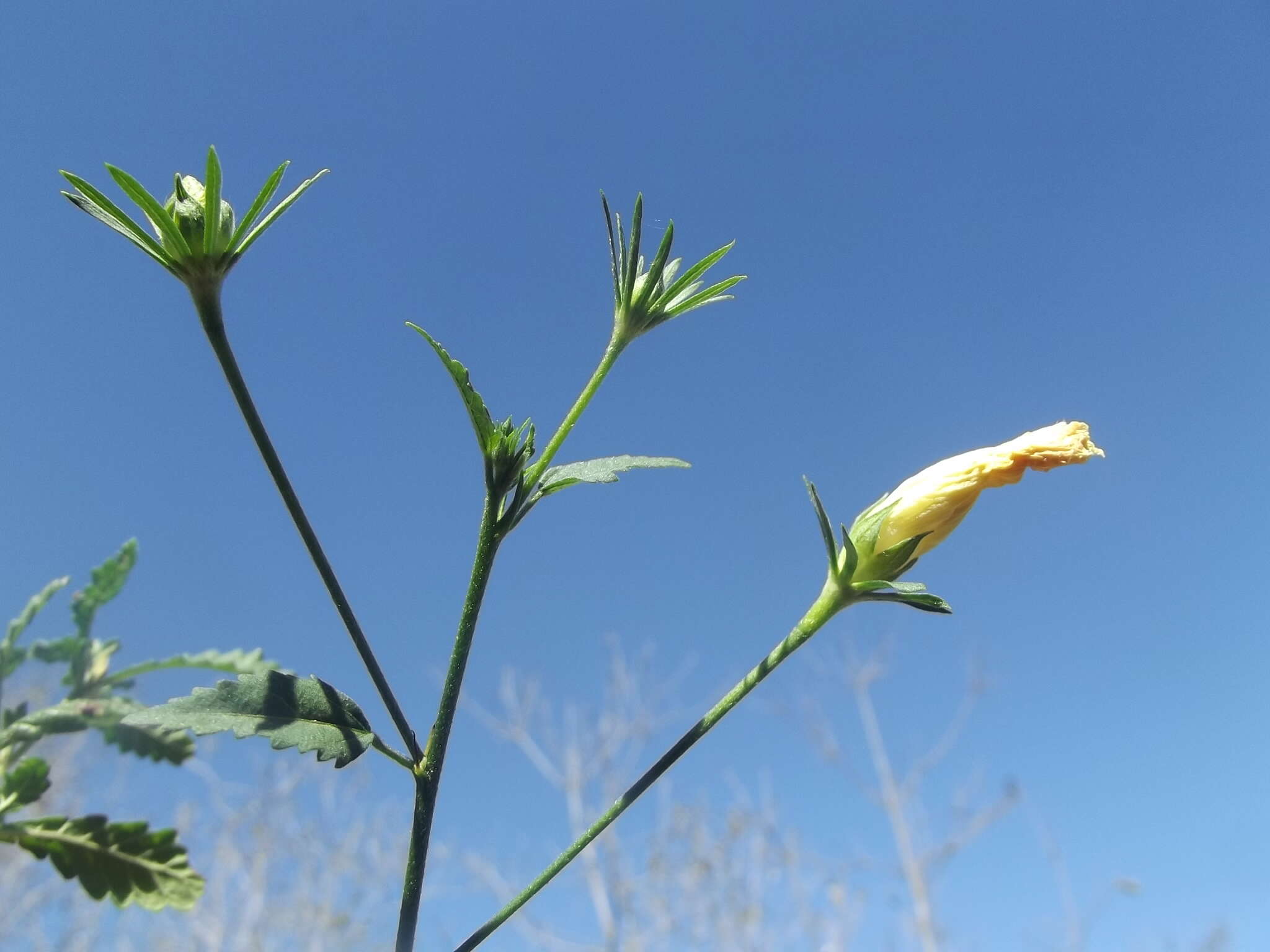 Image of Hibiscus citrinus P. A. Fryxell