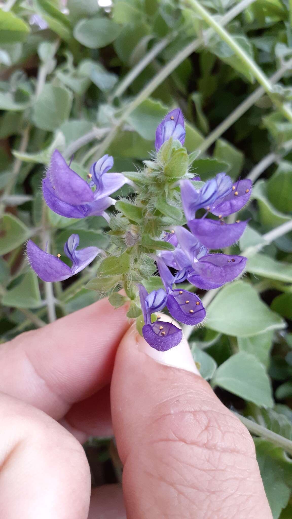 Image of Plectranthus lasianthus (Gürke) Vollesen