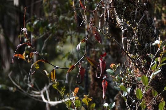 Image of Nepenthes maxima Reinw. ex Nees