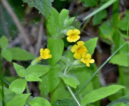 Plancia ëd Erythranthe moschata (Douglas ex Lindl.) G. L. Nesom