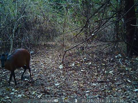 Image of East African Red Duiker