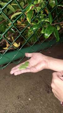 Image of blue-sided leaf frog