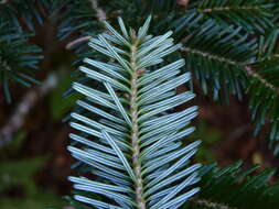 Image of Fraser Fir