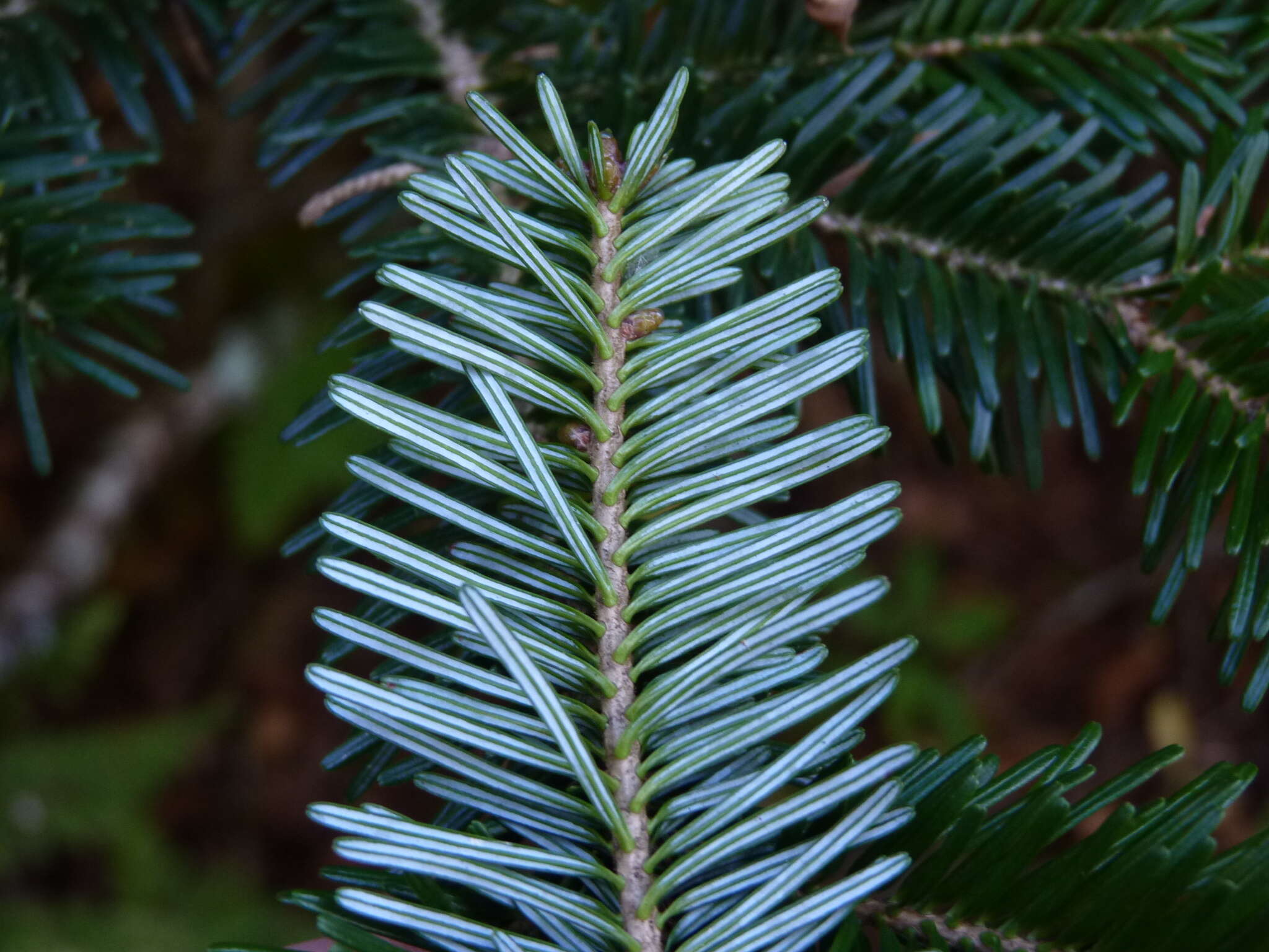 Image of Fraser Fir