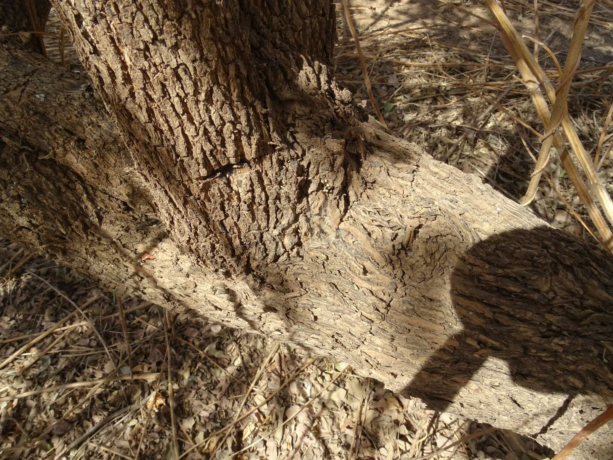 Sivun Guiera senegalensis J. F. Gmel. kuva