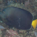 Image of Blue-spotted Angelfish